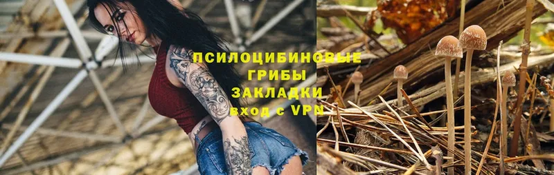 купить закладку  Губаха  Псилоцибиновые грибы Psilocybine cubensis 
